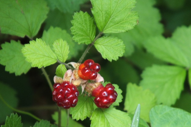DSCF0470
