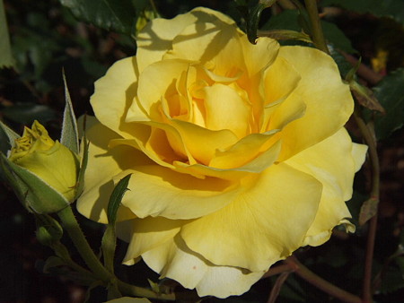 2008_05270463
