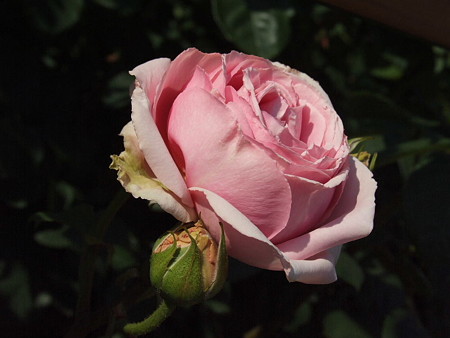 2008_05270444