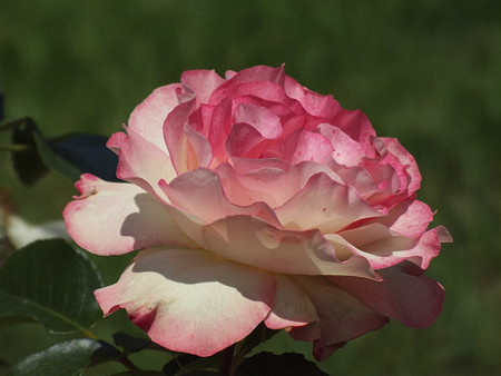 2008_05270177