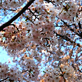 Photos: 桜１