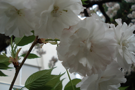 里桜（サトザクラ）