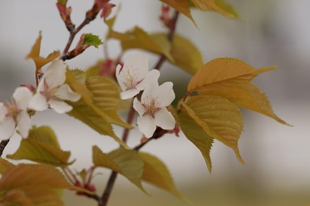 霞桜（カスミザクラ）