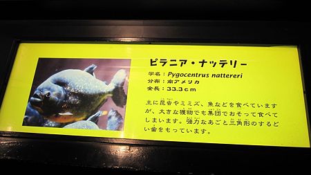 IMG_5691