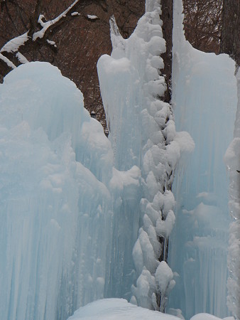 雪の実(氷点下の森)