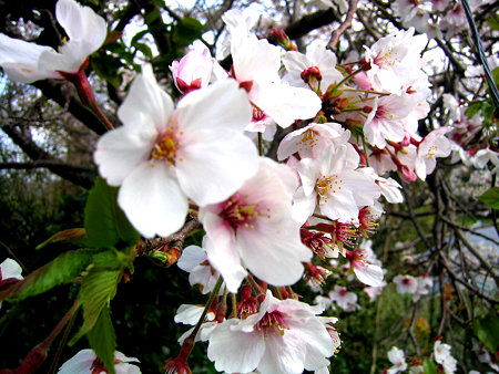 sakura02