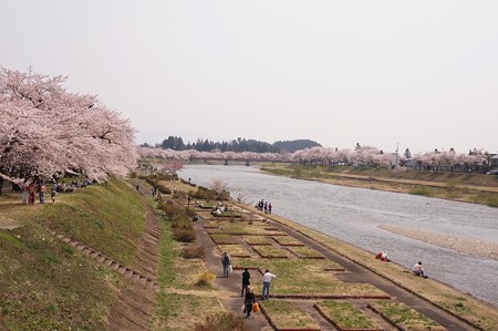 角館の桜