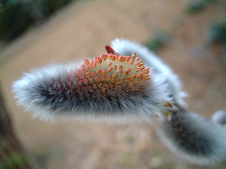 ネコヤナギ（Salix gracilistyla Miq.）