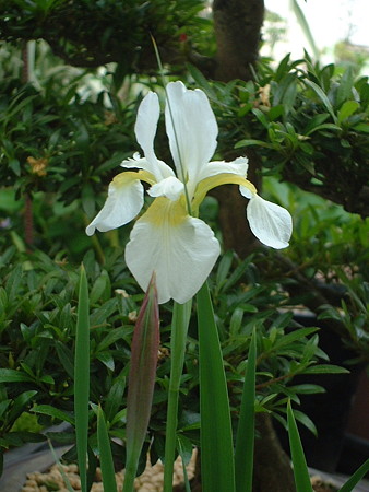 シロアヤメ（Iris sanguinea Hornem. f. albiflora Makino）