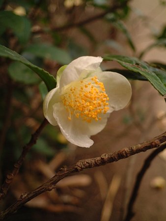チャ（Camellia sinensis (L.) O. Kuntze）