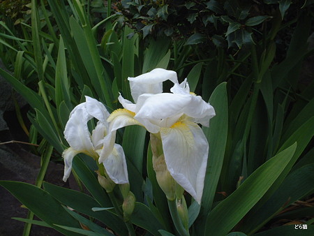ニオイアヤメ（Iris florentina L.）