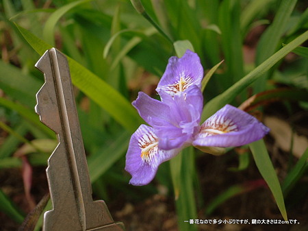 ヒメシャガ（Iris gracilipes A.Gray）