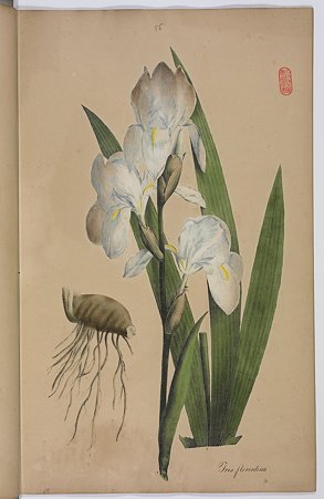 ニオイアヤメ（Iris florentina L.）資料１