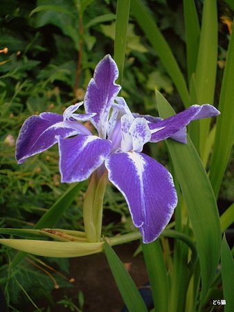 カキツバタ（Iris laevigata Fisch.）