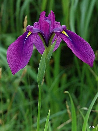 ノハナショウブ（Iris ensata Thunb. var. spontanea (Makino) Nakai ex Makino et Nemoto）