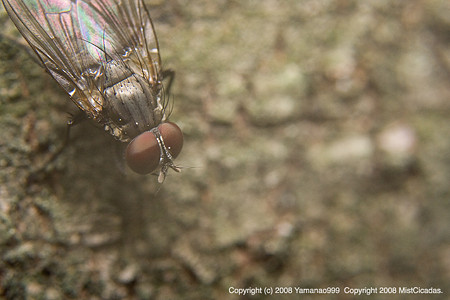 yamanao999_insect2008_178