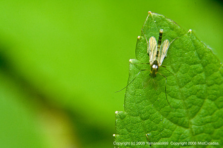 yamanao999_insect2008_177