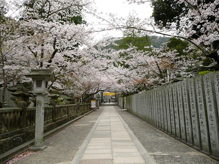 桜並木の桜馬場