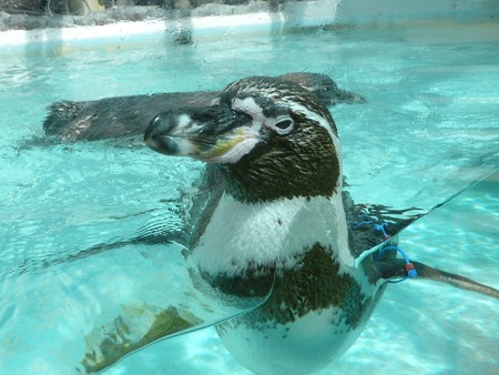 下田海中水族館のフンボルトペンギン