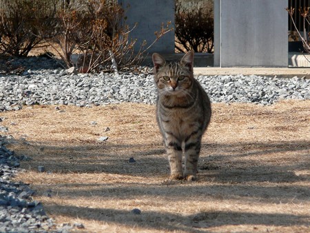 香貫山の猫