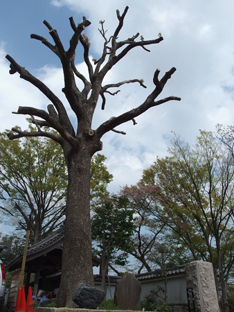 了源寺の石碑と樹木