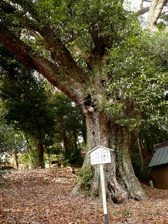 駒形諏訪神社の大カシ