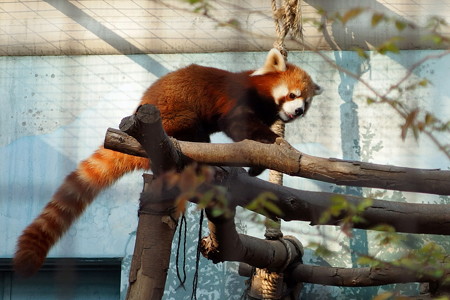 夢見ヶ崎動物公園のレッサーパンダ