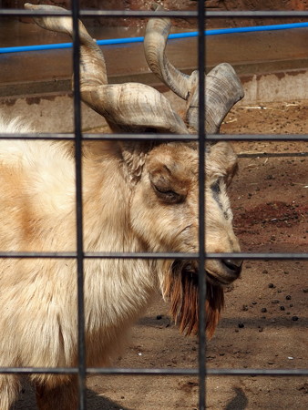 夢見ヶ崎動物公園のマーコール