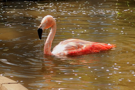 夢見ヶ崎動物公園のチリーフラミンゴ