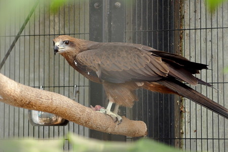 夢見ヶ崎動物公園のニシトビ