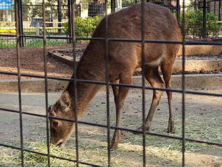 夢見ヶ崎動物公園のホンシュウジカ