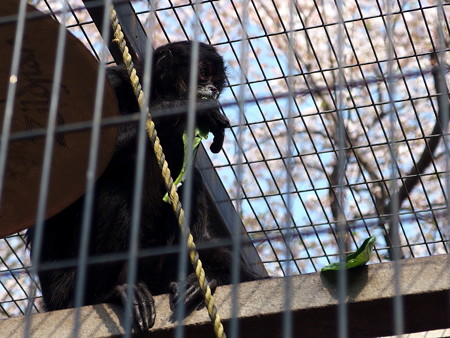 夢見ヶ崎動物公園のクモザル