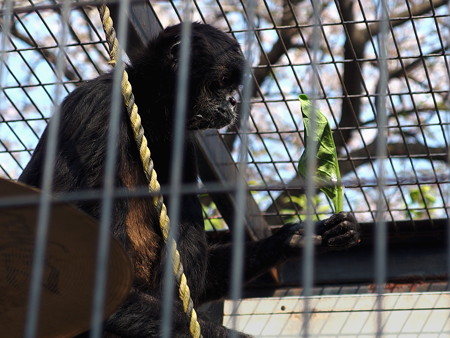 夢見ヶ崎動物公園のクモザル