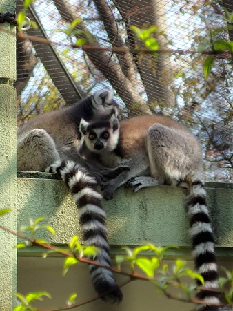 夢見ヶ崎動物公園のワオキツネザル