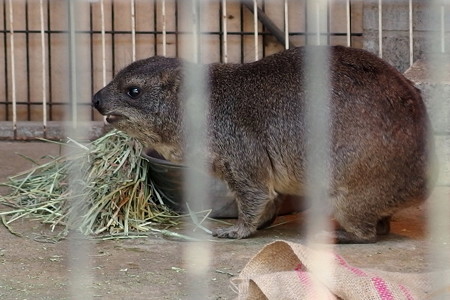 夢見ヶ崎動物公園のケープハイラックス