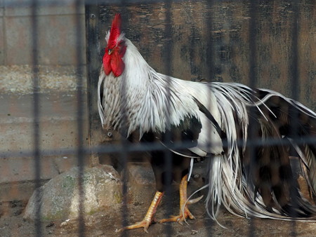 夢見ヶ崎動物公園のショウコク