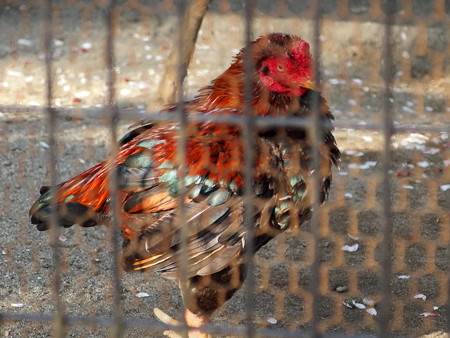 夢見ヶ崎動物公園のコシャモ