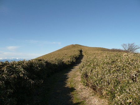 達磨山登山道