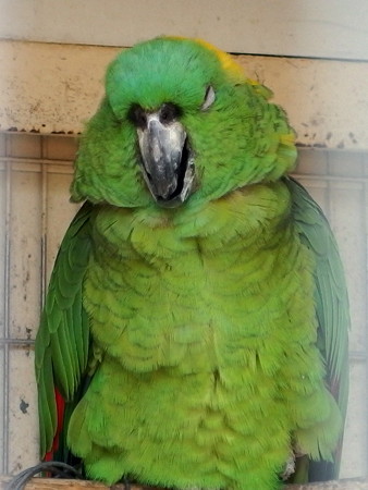 夢見ヶ崎動物公園のキエリボウシインコ