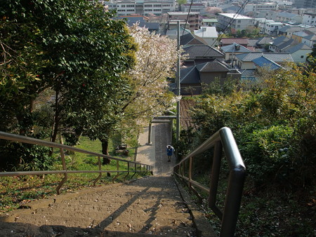 天照皇大神参道