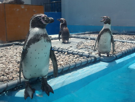 あわしまマリンパークのフンボルトペンギン