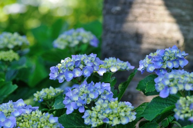 99【紫陽花:その他】(1)