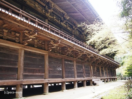 円教寺食堂裏手2014年04月12日_P4120202
