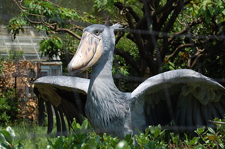 ハシビロコウ