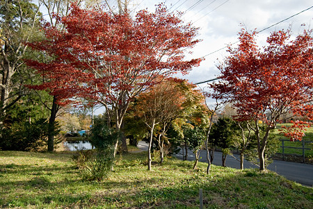 お堀と紅葉