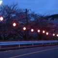 2006年の夜桜