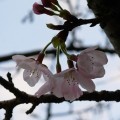 開花しました