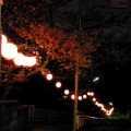 夜桜