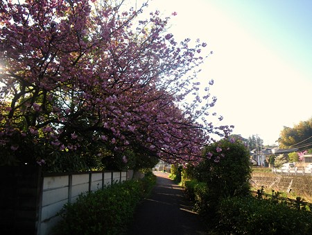 090415 鶴見川の八重桜