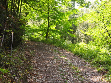 P5042483